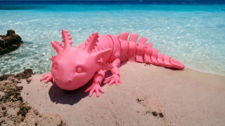 Axolotl ružový
